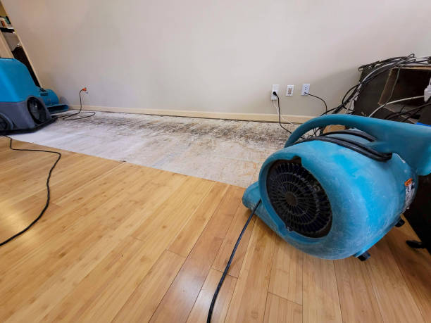 Professional Water Damage Repair technician working in Dalbo, MN